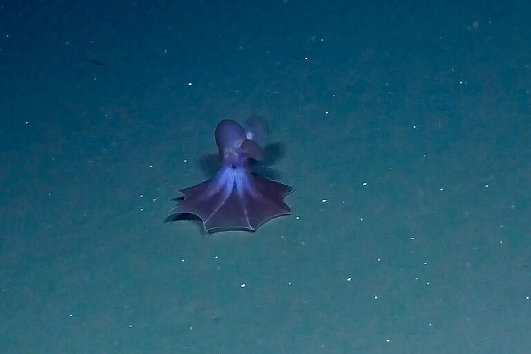 „Dumbo“-Oktopusse der Art Cirrotheutis muelleri 