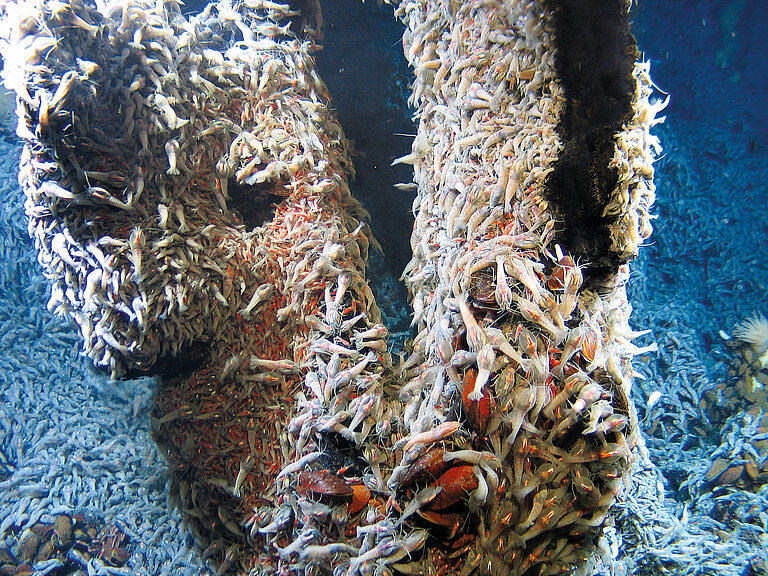Unzählbar viele kleine weißliche und rötliche Krabben überziehen zwei baumstammartige Strukturen am Meeresboden.