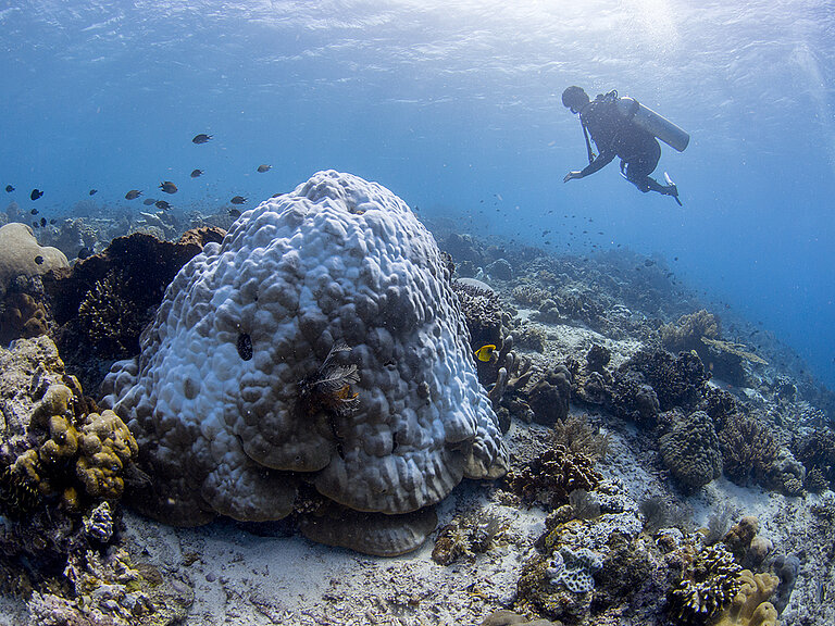 Eine ausgebleichte riffbildende Koralle der Gattung Porites. Diese Korallenart sind wichtige Erbauer der meisten Riffe im ganzen Indopazifischen Raum. Durch immer länger anhaltende Hitzewellen und immer extremere Temperaturen stehen heute schon die Korallen und somit die marinen Ökosysteme der Tropen kurz vor dem Kollaps. Foto: A. Roik