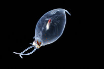 Der Tiefseekalmar Liocranchia reinhardti lebt als Jungtier in flachen Gewässern und taucht mit zunehmender Reife in tiefere Gewässer ab. Diese Tintenfischart ist eine bekannte Beutetierart der Cuvier-Schnabelwale. Foto: Solvin Zankl.