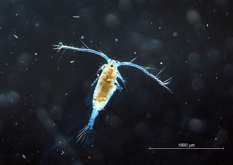 Copepod