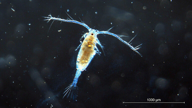Copepode