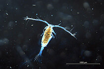 Copepod
