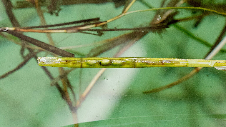 Im Sommer entwickeln sich die Blühsprosse der Seegraspflanze.