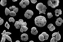  Fossil plankton shells from the Eocene Epoch. The largest specimens are up to a millimetre in size. 