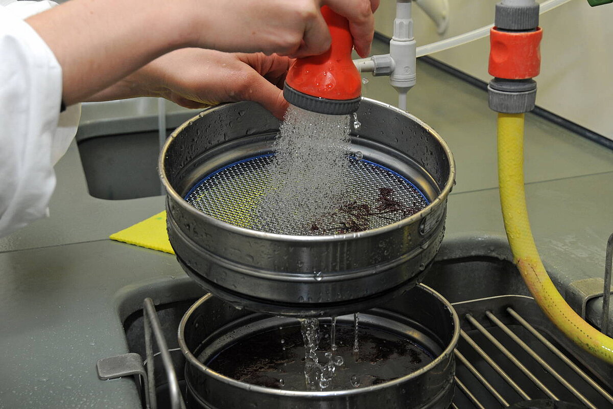 Schlämmen einer Foraminiferenprobe 