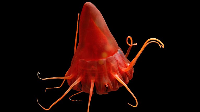 Eine rote Qualle in der Tiefsee