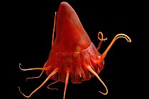 Eine rote Qualle in der Tiefsee