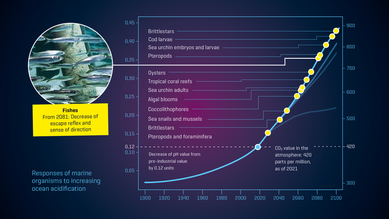 Responses of marine organisms to increasing ocean acidification