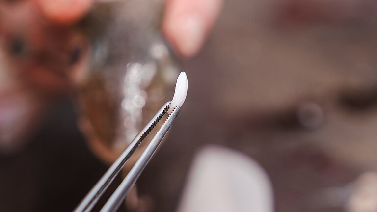 Ein Otolith wird mit einer Pinzette gehalten 