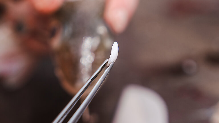 An otolith is held with tweezers