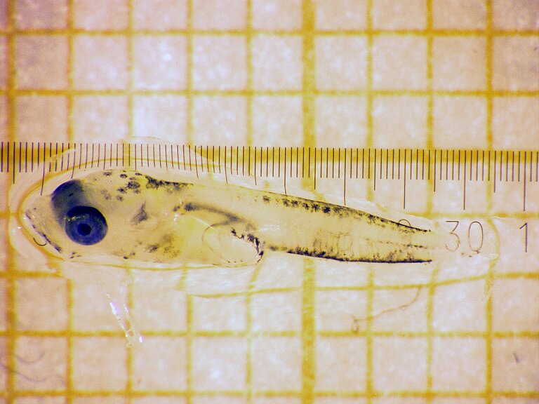 Dorschlarve. Foto: T. Reusch, GEOMAR.