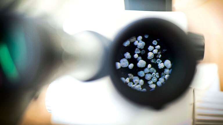 Teaser Foraminiferen