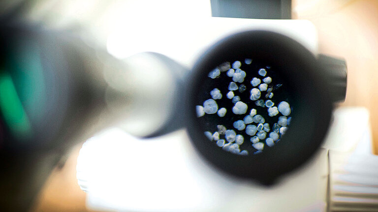 Teaser Foraminiferen