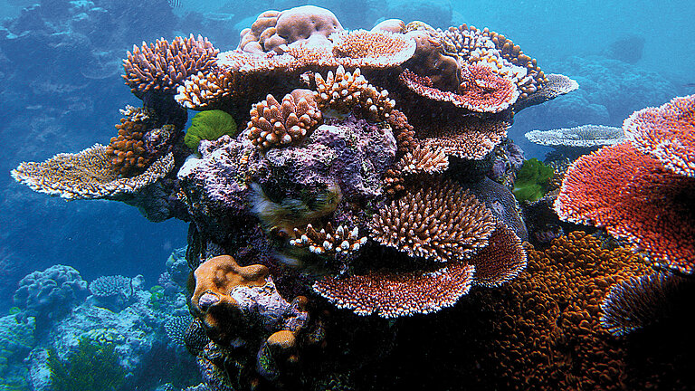Unterschiedliche Korallenarten formen zusammen einen Riffvorsprung am Flynn Reef, Australien.