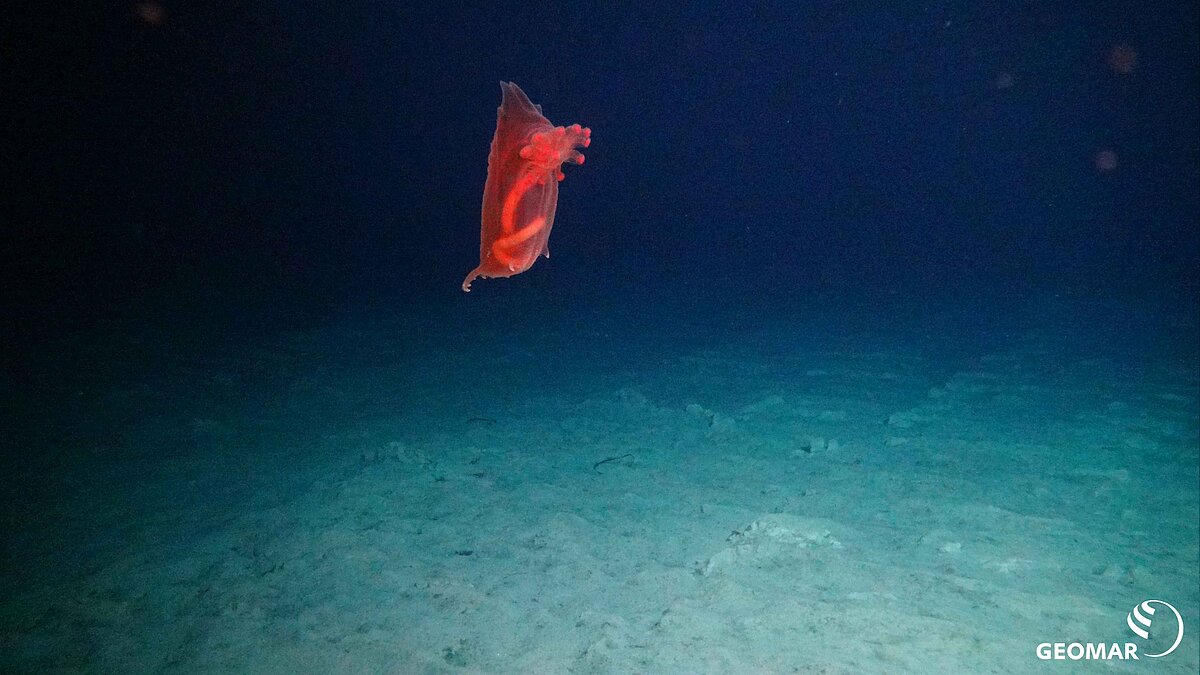 "Fliegende" Seegurke