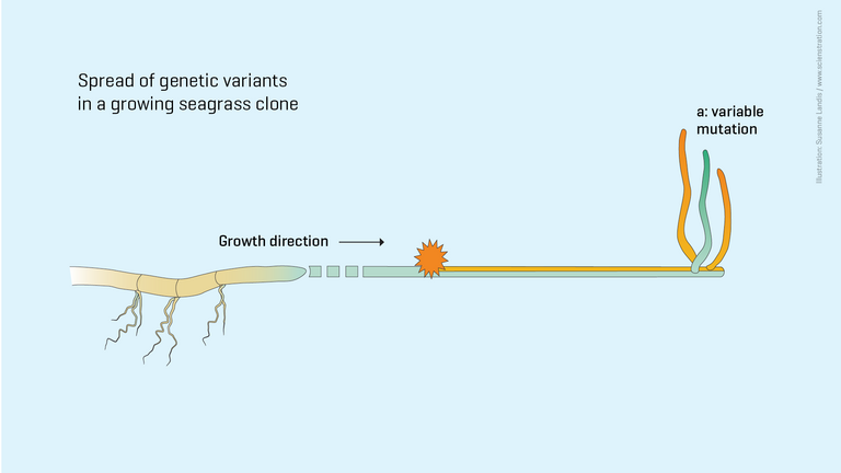 At each branching, a certain part of the growth cells forms a new offshoot.