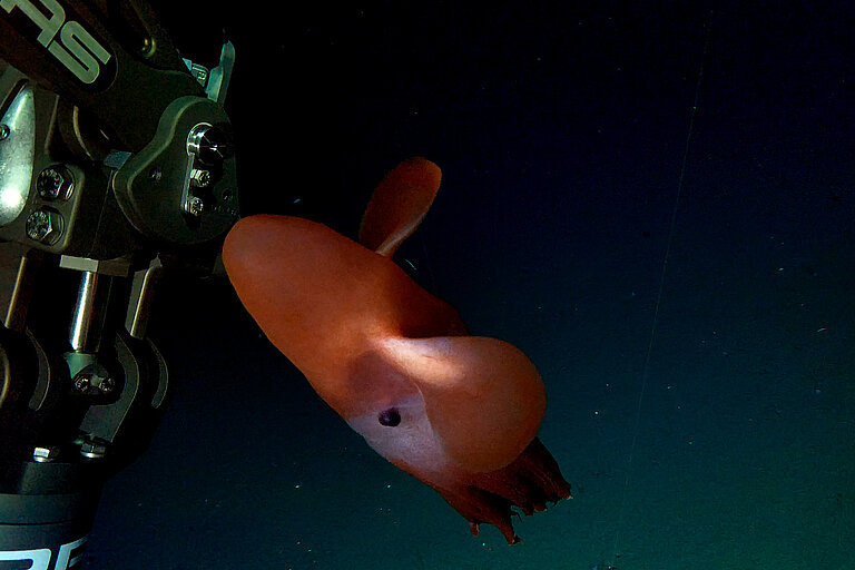 „Dumbo“-Oktopus der Art Cirrotheutis muelleri 