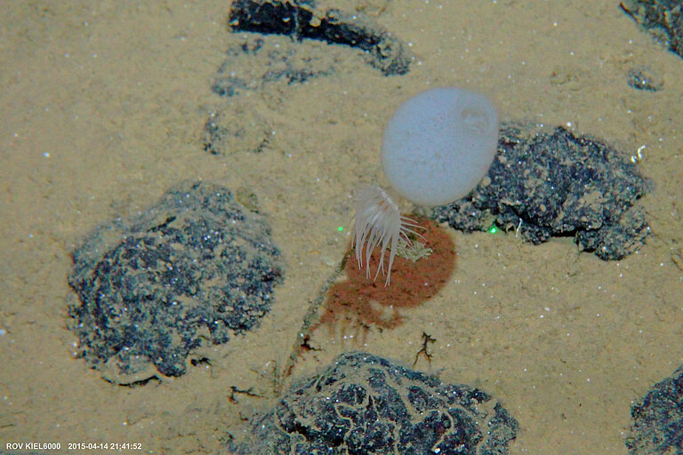 Many deep-sea sponges, such as this specimen of the genus Hyalonema, firm, solid surface for attachment. This photograph of the GEOMAR ROV Kiel6000 from a manganese nodule area in the Pacific illustrates the importance of hard substrates for deep-sea fauna. Photo: ROV-Team/GEOMAR