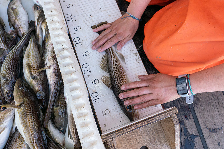 Vermessung eines Dorschs