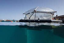 Ein transparenter Kunststoffschlauch oder -sack hängt im Wasser, über Wasser sieht man das Gestell, das ihn hält
