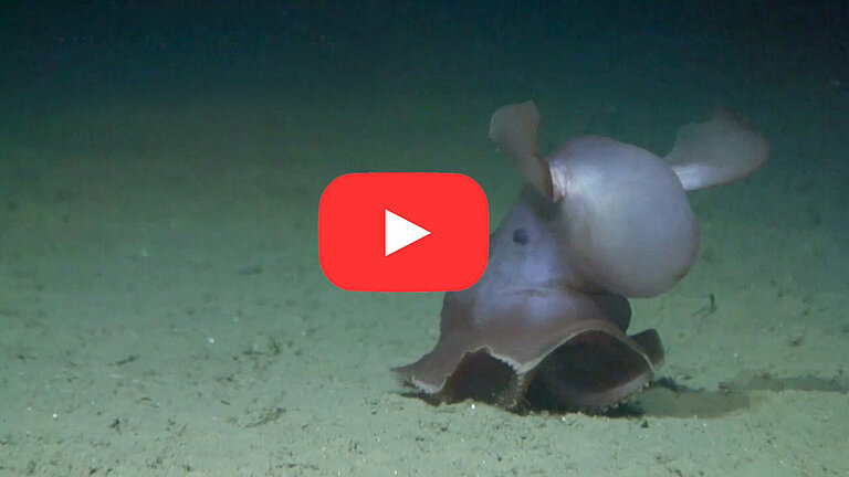 Teaser Youtube-Kanal der Forschungsgruppe Deep-Sea Biology 