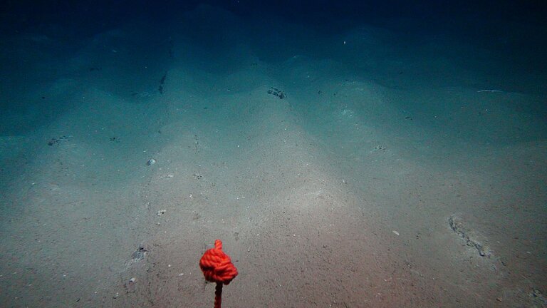 Pflugspuren im sogenannten DISCOL-Gebiet. Auch nach 26 Jahren sind diese Störungen des Meeresbodens deutlich zu erkennen. Foto: ROV-Team/GEOMAR