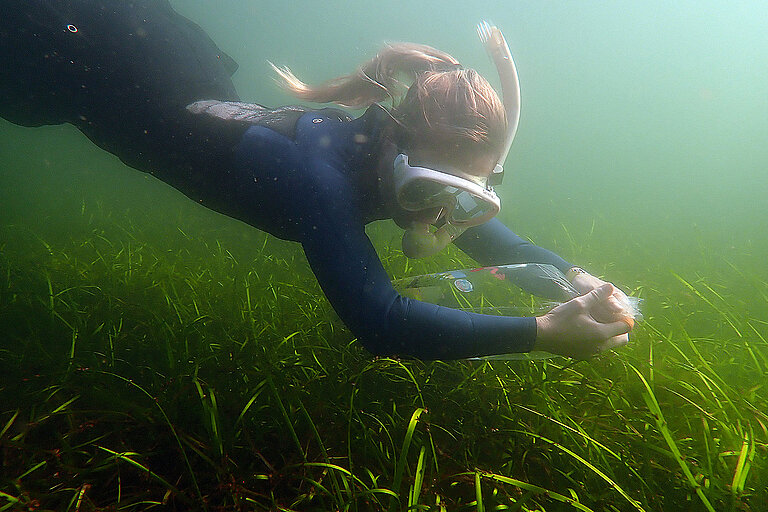 Taucherin mit Seegrashalmen