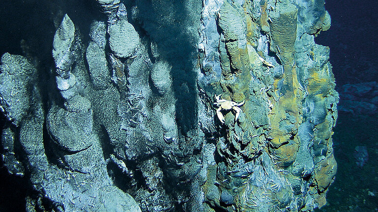 Artenvielfalt an Schwarzen Rauchern: Krabben