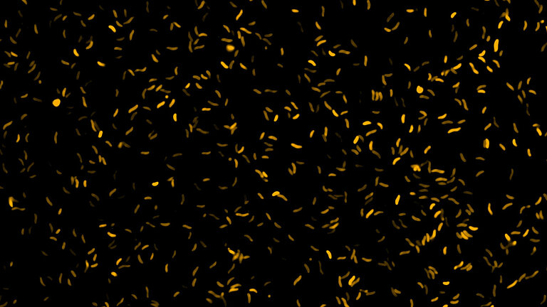 Kleine orangefarbene Erreger vor schwarzem Hintergrund