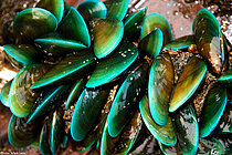 Mussels