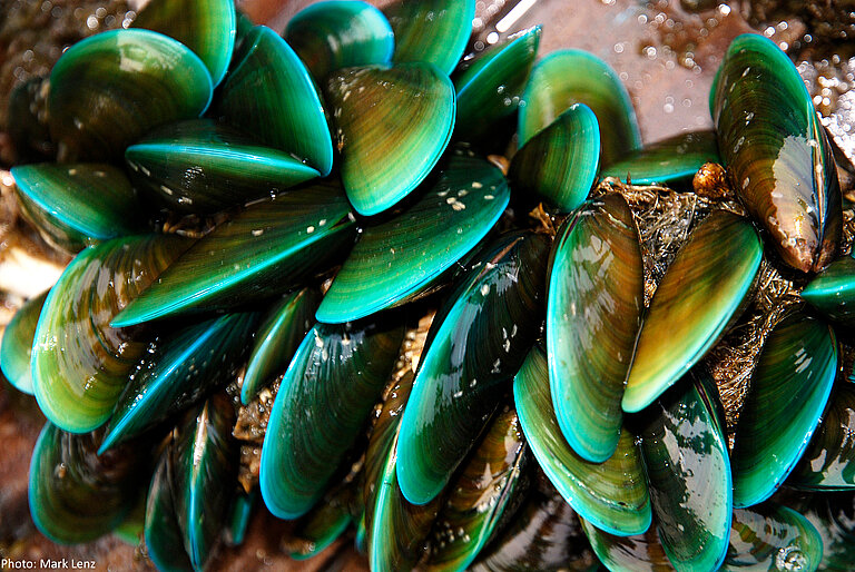 Mussels