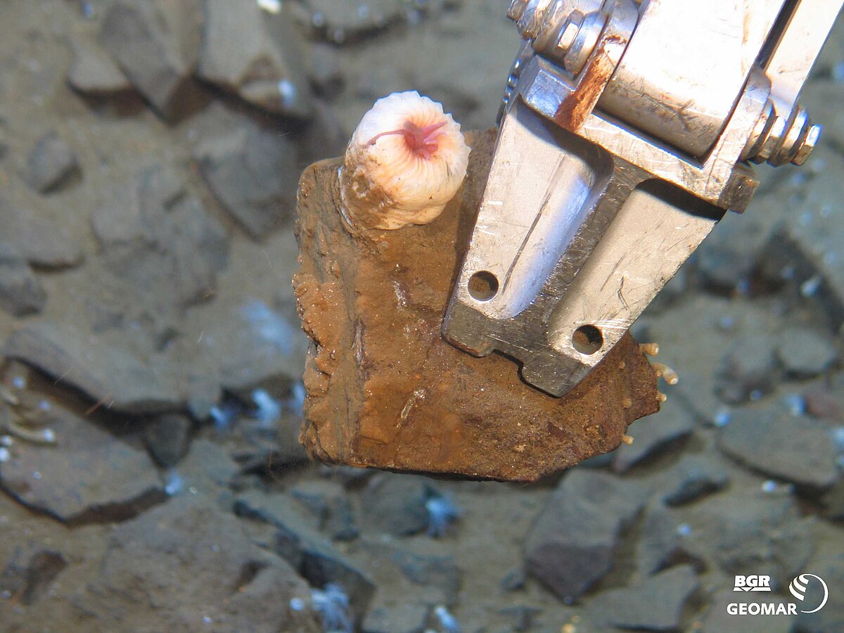 Sulfidbruchstück mit Anemone (3330 m).