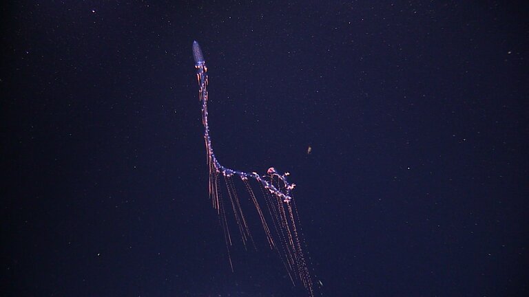 Siphonophore (Forskalia sp.)