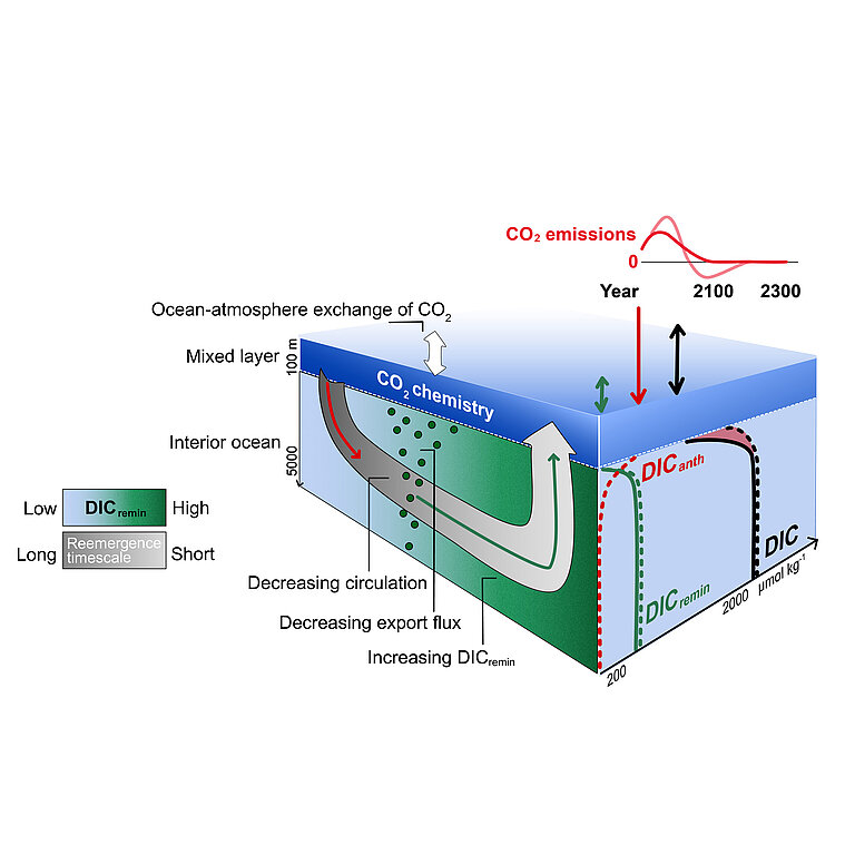 Processes of marine carbon storage and changes in the anthropocene