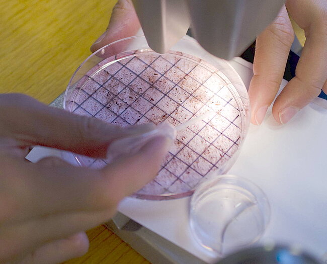 Auslesen einer Probe unter Wasserbedeckung mit der Pasteurpipette 