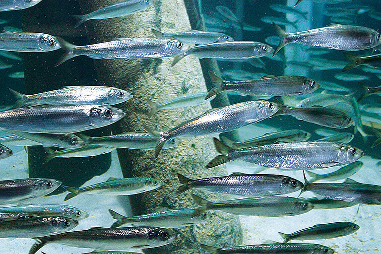 M. Sc. Biological Oceanography