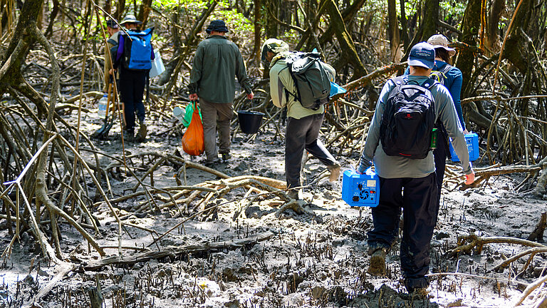 Sechs Forschende mit Rucksäcken, Geräten und Tüten gehen durch einen Mangrovenwald