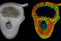 cross-section cold-water coral