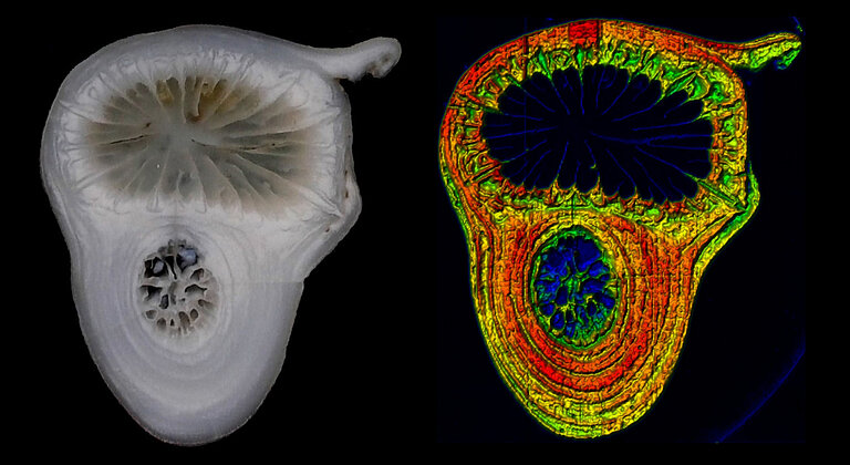 cross-section cold-water coral