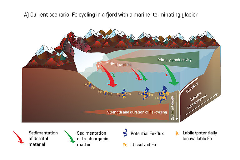 Graphic showing the role of sediment in nutrient availability in Spitsbergen fjords when glaciers reach into the water. Graphic modified according to Laufer-Meiser et al., 2021