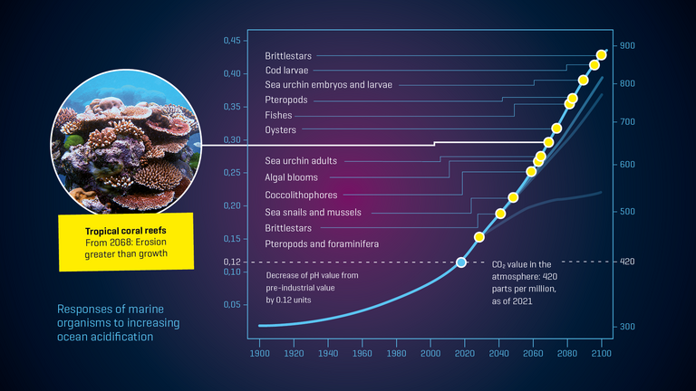 Responses of marine organisms to increasing ocean acidification