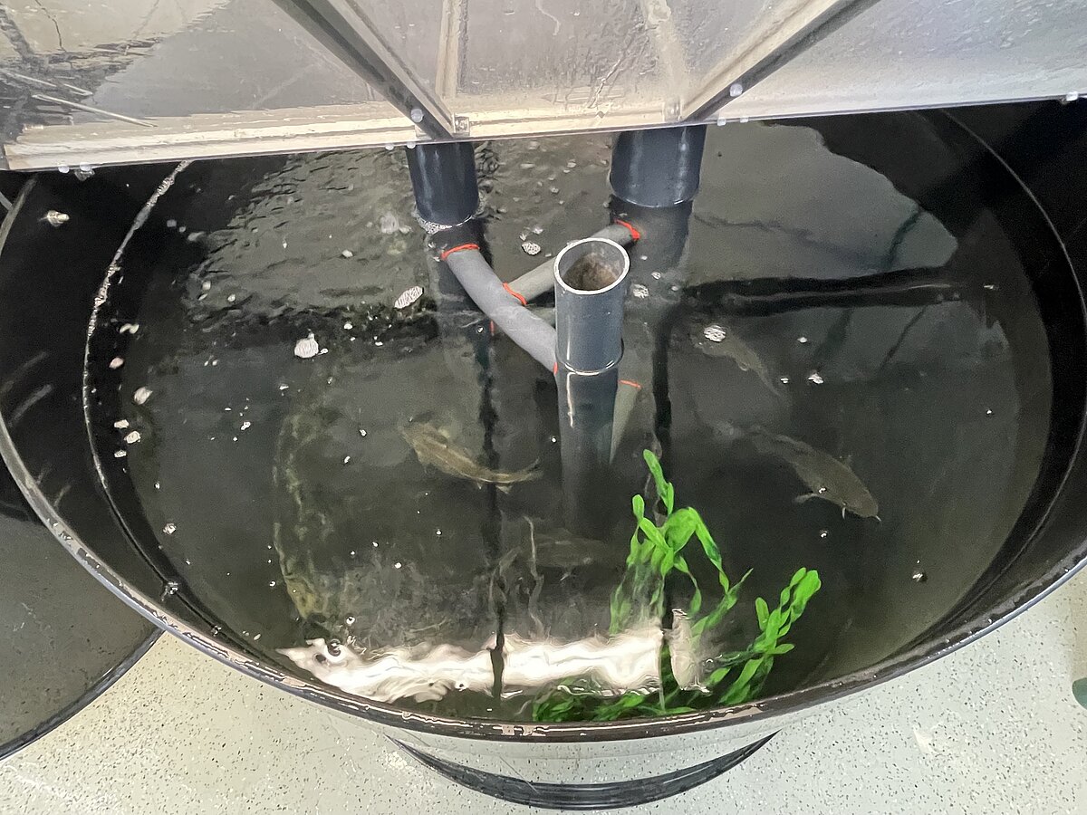 Fische schwimmen in einem großen schwarzen Tank