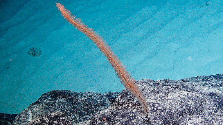 Artenvielfalt an Seamounts im Zentralpazifik: Antipatharia Koralle