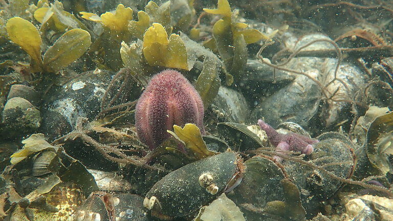 Unterwasseraufnahme von Seesternen auf Miesmuscheln