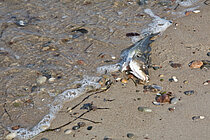 Ein toter Fisch liegt am Strand