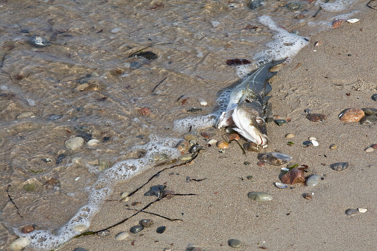 Ein toter Fisch liegt am Strand