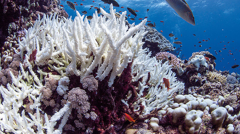 Coral Reefs