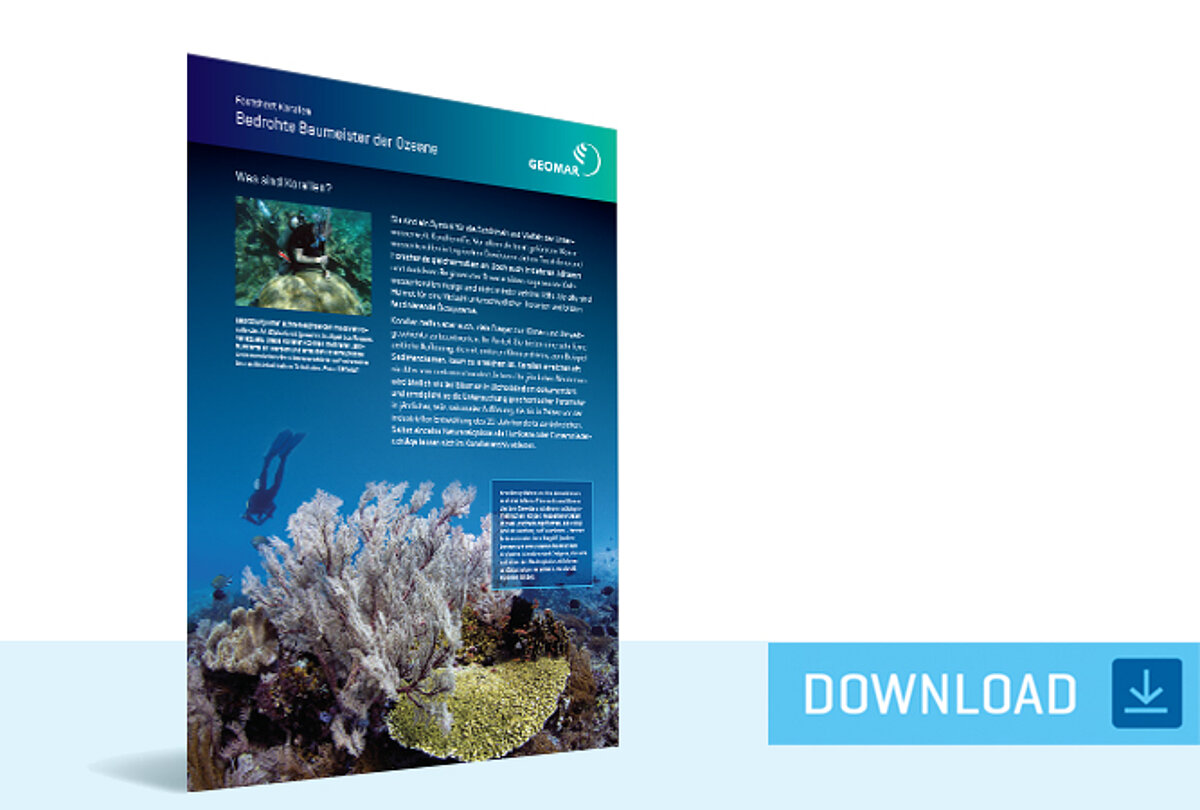 Download Factsheet Korallen