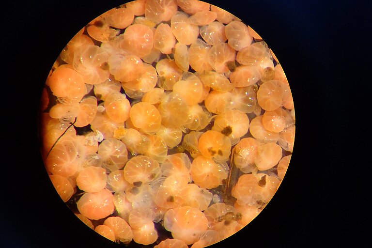 Foraminiferen durch das Mikroskop